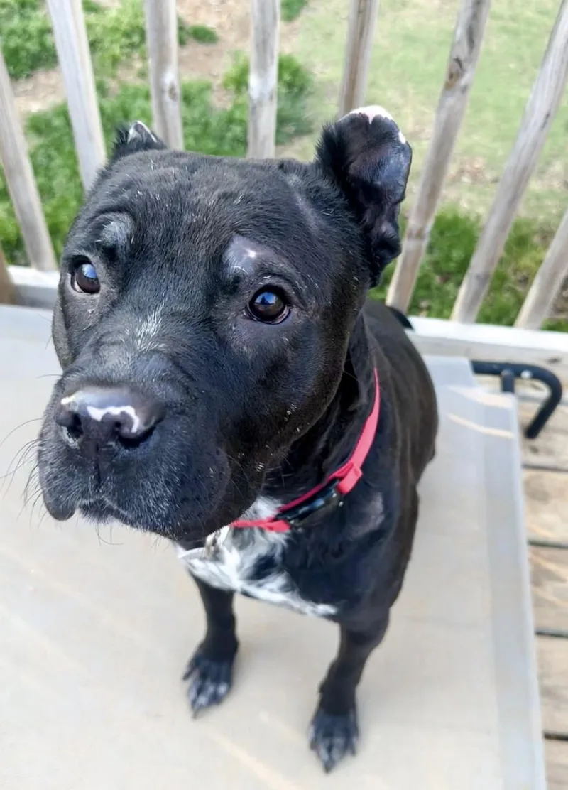 An adult large-sized male Mixed Breed dog named Boden for adoption in Cornelius, NC