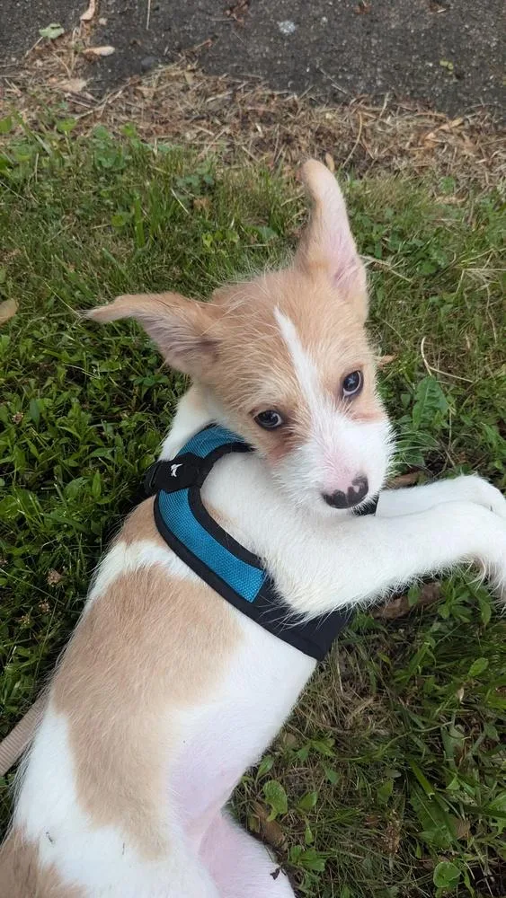 Piper
