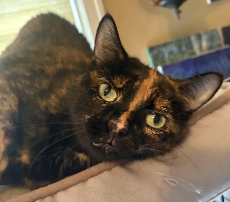 An adult medium-sized female Tortoiseshell Domestic Short Hair cat named Mia for adoption in Milwaukee, WI