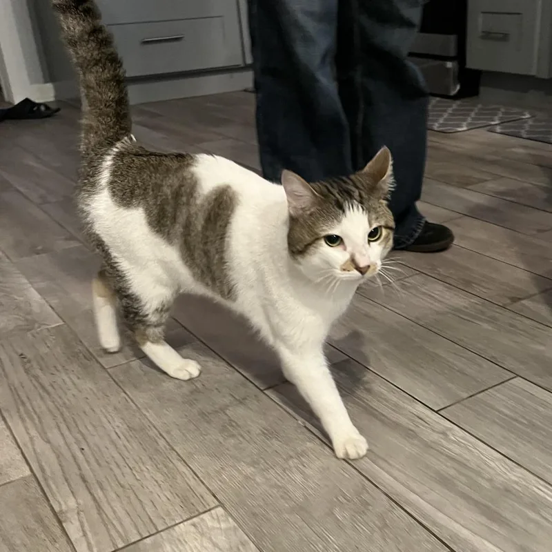 An adult large-sized male White Domestic Short Hair cat named Koda for adoption in Chicago, IL