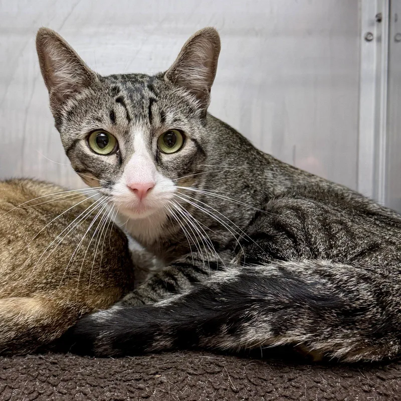 A young medium-sized male Brown / Chocolate Domestic Short Hair cat named Azul for adoption in Oakland, CA