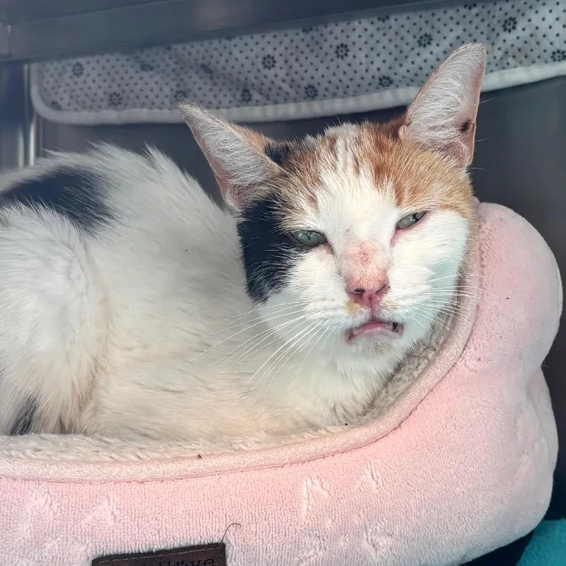 An adult medium-sized female White Domestic Short Hair cat named Harmony for adoption in Nashville, IN