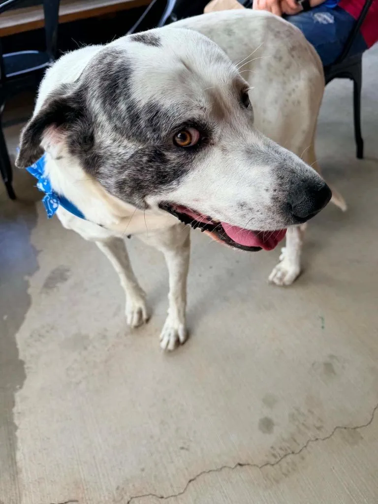 An adult extra large-sized male Great Pyrenees dog named Bo for adoption in Sharpsburg, GA