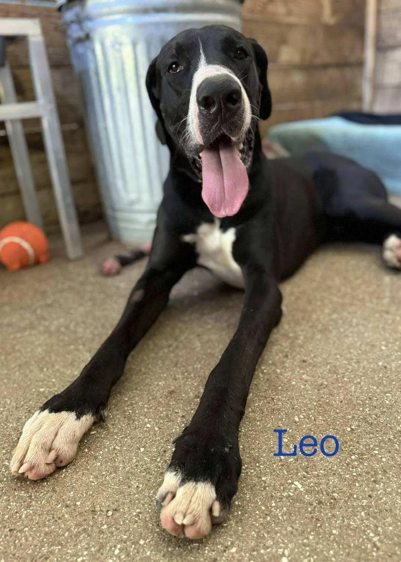 Leo