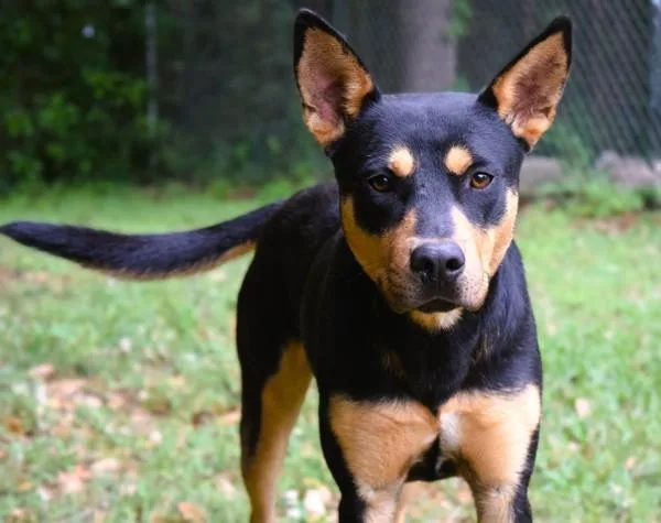 A young large-sized male Rottweiler dog named Oak for adoption in Mobile, AL