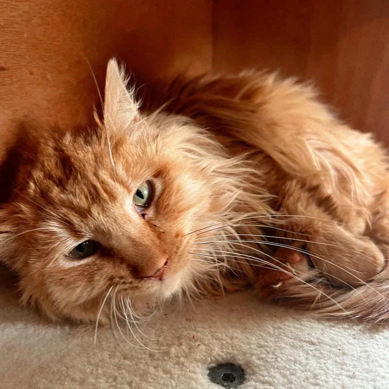 Sweetie Pie thumbnail 2