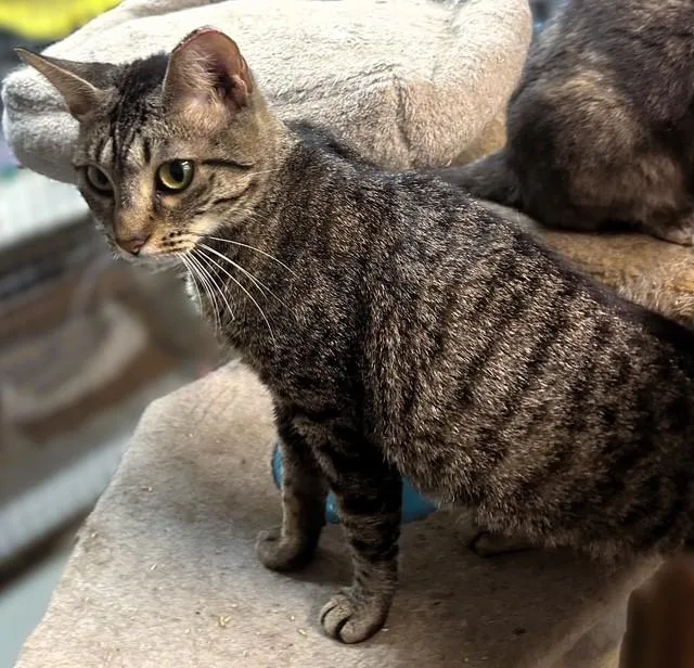 A young small-sized female Brown / Chocolate Domestic Short Hair cat named Bolero for adoption in Pottstown, PA