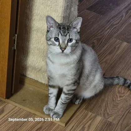 An adult medium-sized male Gray & White Domestic Short Hair cat named Broccoli for adoption in Dubuque, IA