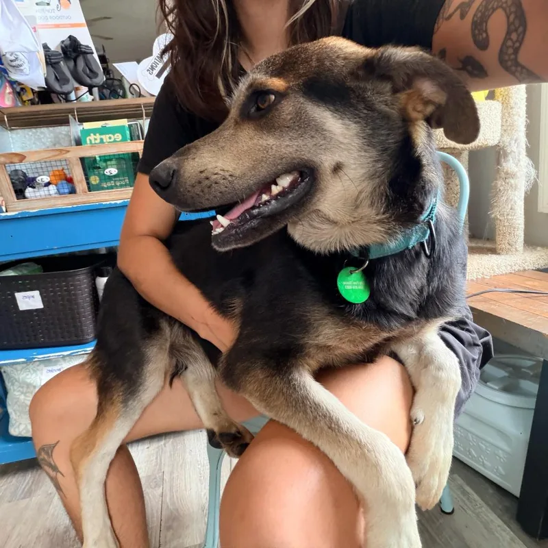 A young medium-sized male Brown / Chocolate Shepherd dog named Van Helsing for adoption in New Orleans, LA