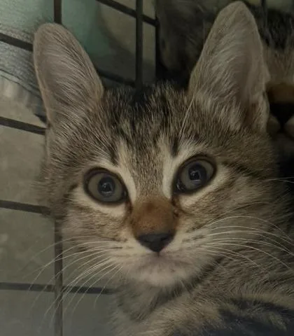 A baby small-sized female Domestic Short Hair cat named Tulip for adoption in Honolulu, HI