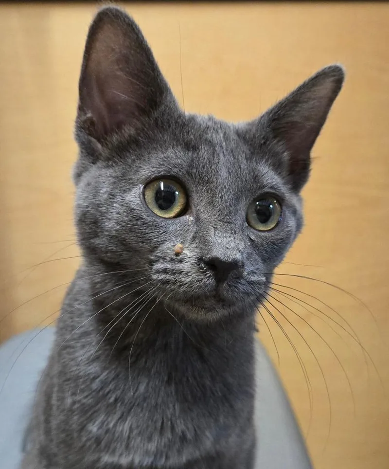A baby small-sized female Domestic Short Hair cat named Marney for adoption in San Antonio, TX