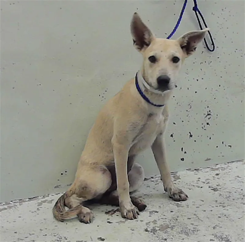 A young small-sized female German Shepherd Dog dog named Lucy for adoption in Houston, TX