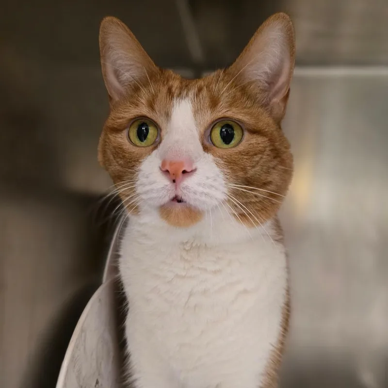A senior medium-sized female Orange / Red Domestic Short Hair cat named Papaya for adoption in Chicago, IL
