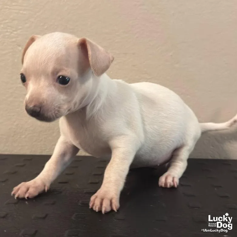 A baby small-sized female Chihuahua dog named Darcy for adoption in Washington, DC