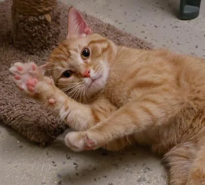 A young medium-sized male Domestic Short Hair cat named Gustavo for adoption in Verona, WI