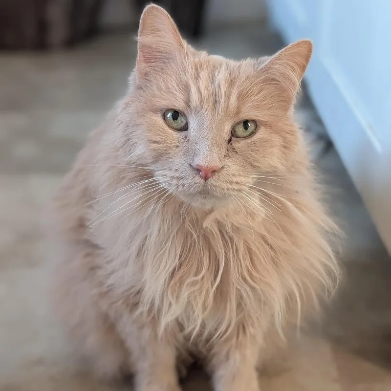 An adult medium-sized male Buff / Tan / Fawn Domestic Medium Hair cat named Phoenix for adoption in Harrisonburg, VA