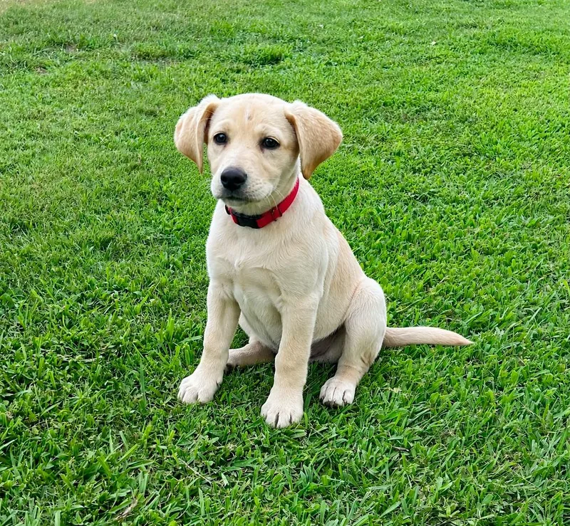 A baby large-sized female Yellow / Tan / Blond / Fawn Labrador Retriever dog named Jordan for adoption in Horn Lake, MS