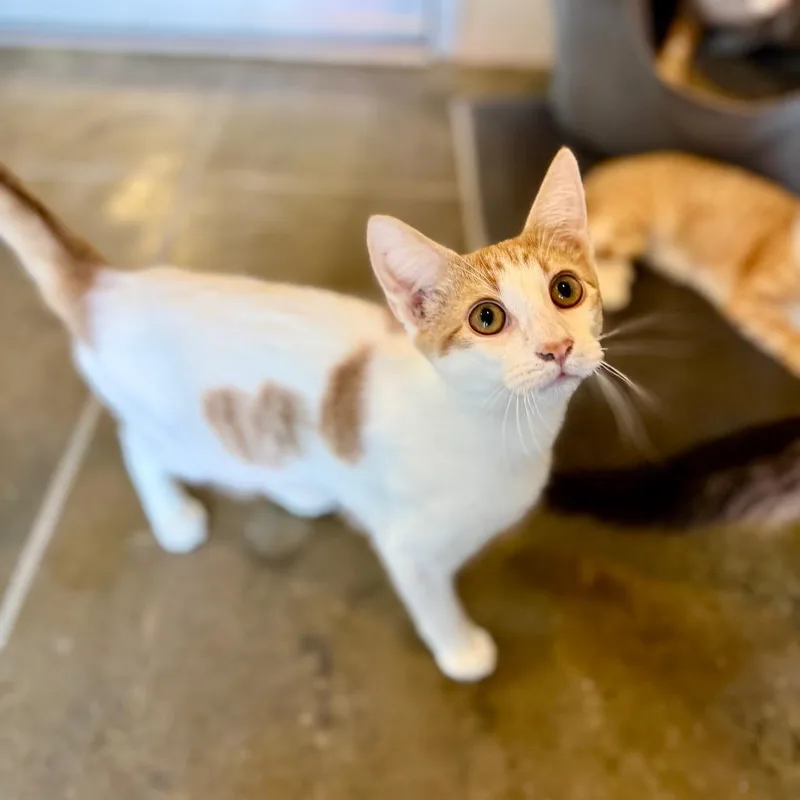 A young medium-sized male Domestic Medium Hair cat named Patrick for adoption in Fredericksburg, TX