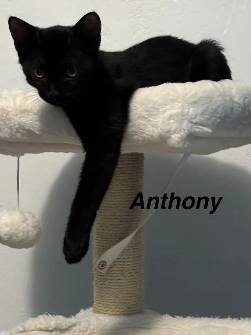 Anthony thumbnail 2