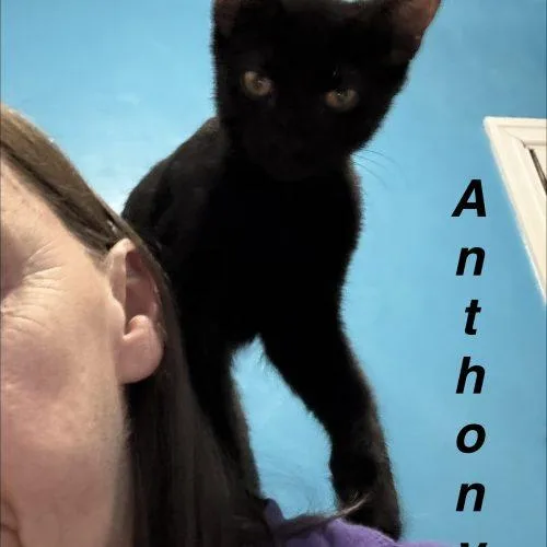 Anthony thumbnail 4