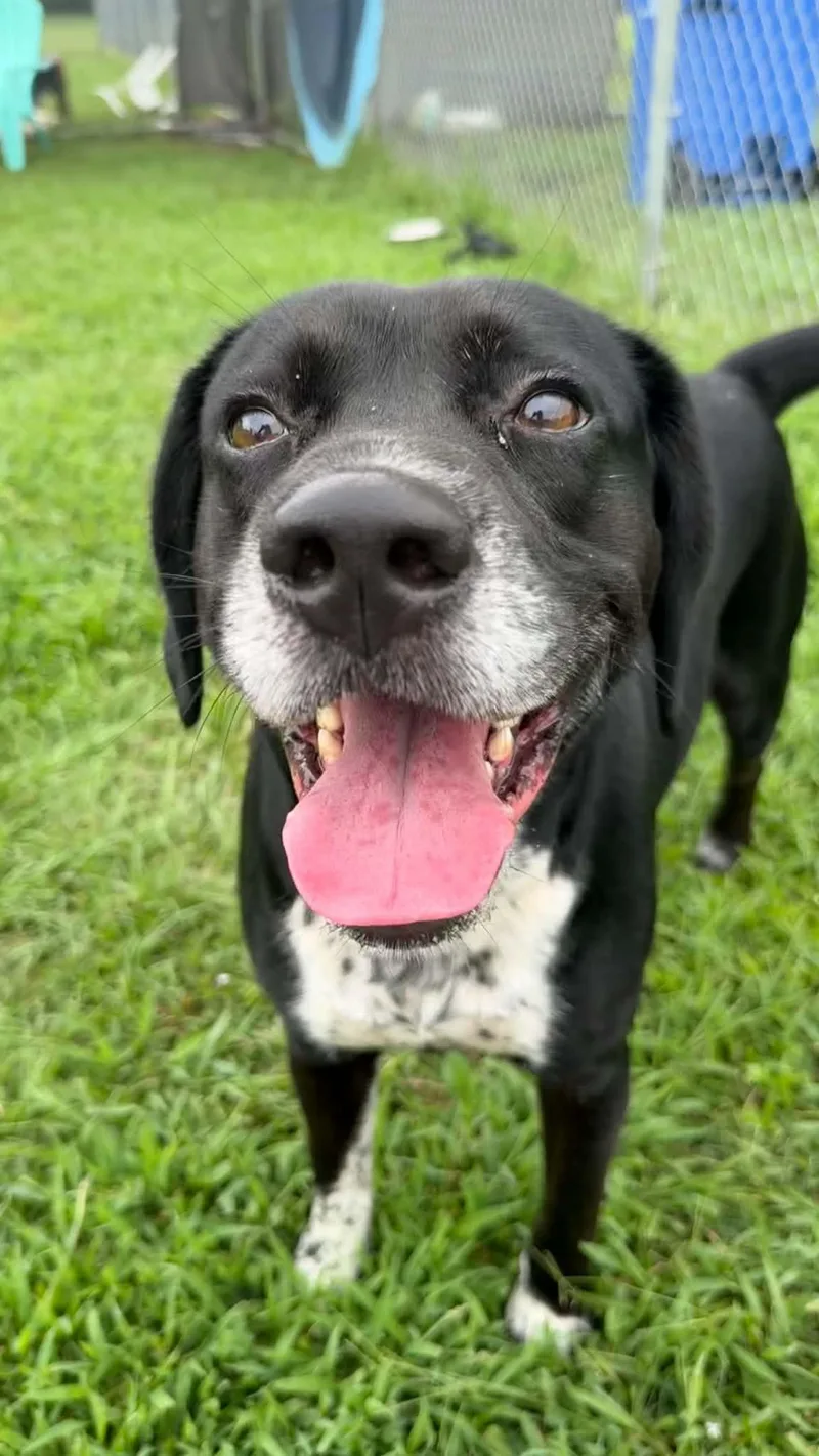 An adult medium-sized male Black Mixed Breed dog named Duke for adoption in Myrtle Beach, SC