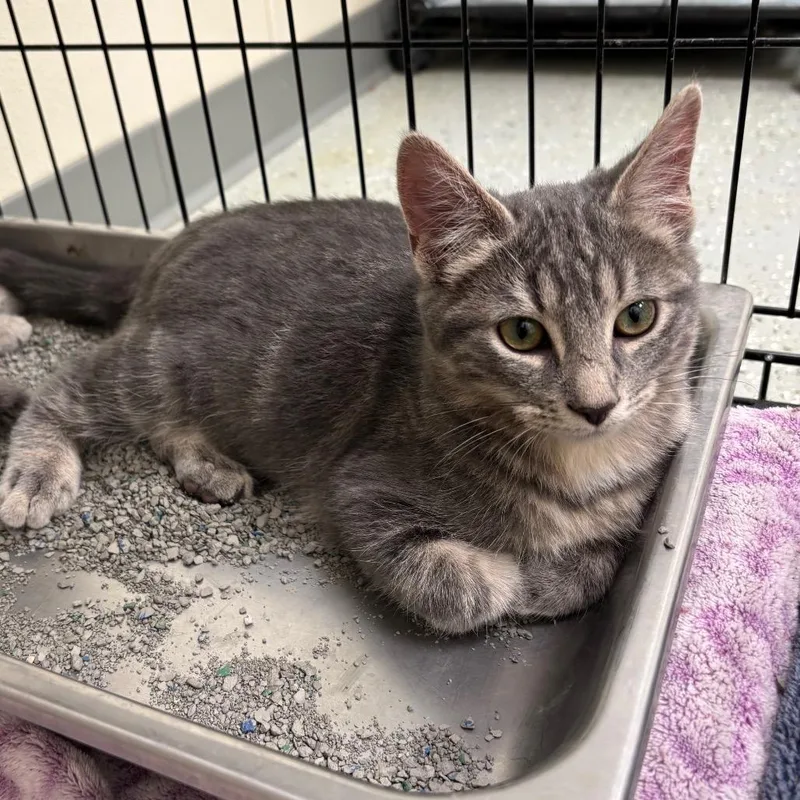 A baby small-sized male Gray / Blue / Silver Domestic Short Hair cat named Deacon for adoption in Galax, VA
