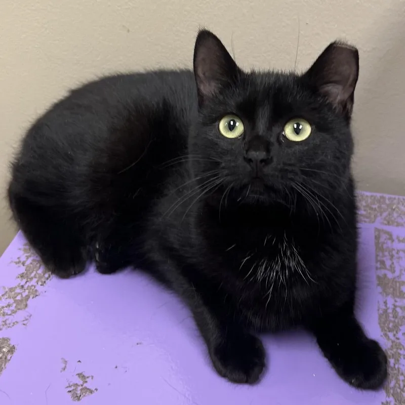 An adult small-sized female Black Domestic Short Hair cat named Prim for adoption in Arlington Heights, IL