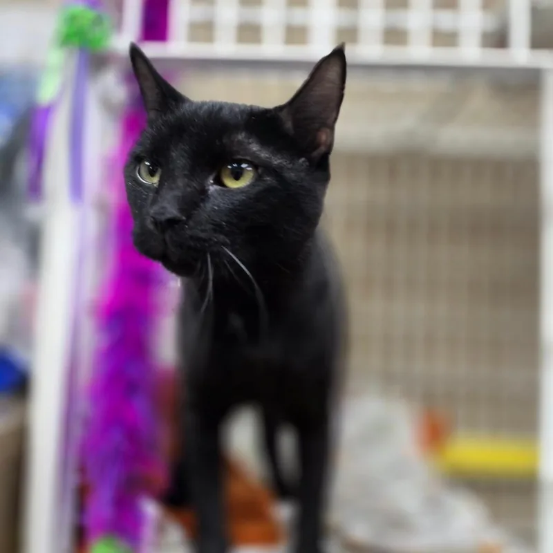 A young medium-sized male Black Domestic Short Hair cat named Banks for adoption in Valdosta , GA