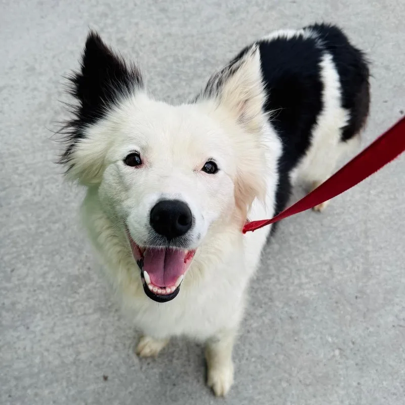 An adult medium-sized female White / Cream Australian Shepherd dog named Adelaide for adoption in Brownsboro, AL