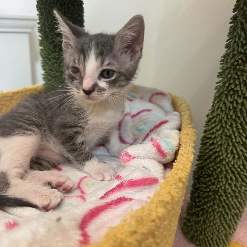 A baby small-sized male Gray / Blue / Silver Domestic Short Hair cat named Nick Furry for adoption in Fort Lauderdale, FL