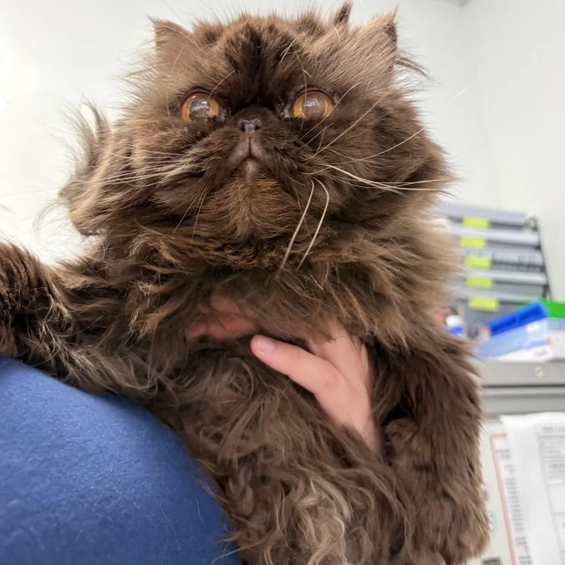 A senior large-sized male Brown / Chocolate Persian cat named Hershey Kiss for adoption in Philadelphia, PA