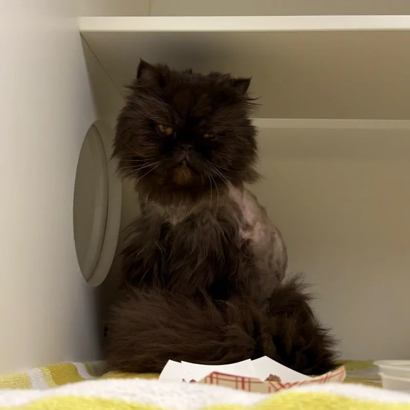 Hershey Kiss thumbnail 2