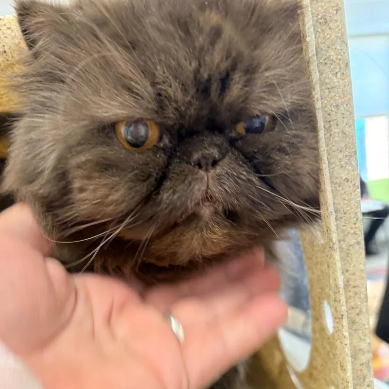 Hershey Kiss thumbnail 3