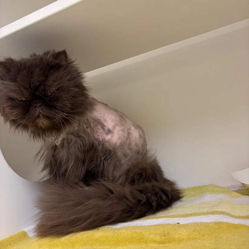 Hershey Kiss thumbnail 4