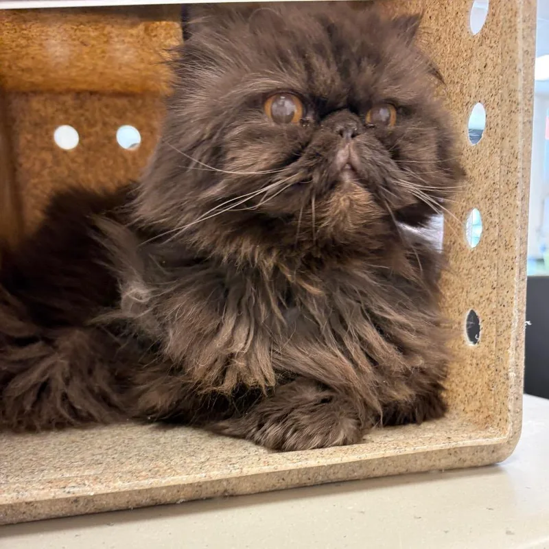 Hershey Kiss thumbnail 5