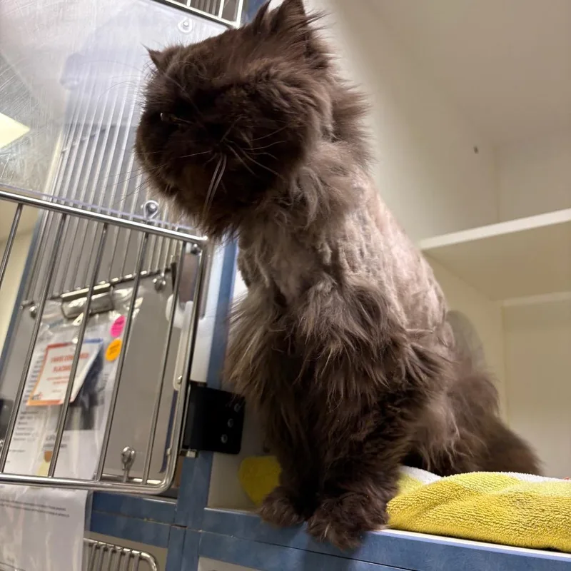 Hershey Kiss thumbnail 6