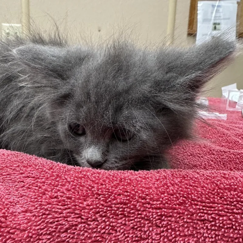 A baby small-sized female Gray / Blue / Silver Domestic Medium Hair cat named Courage for adoption in Naperville, IL