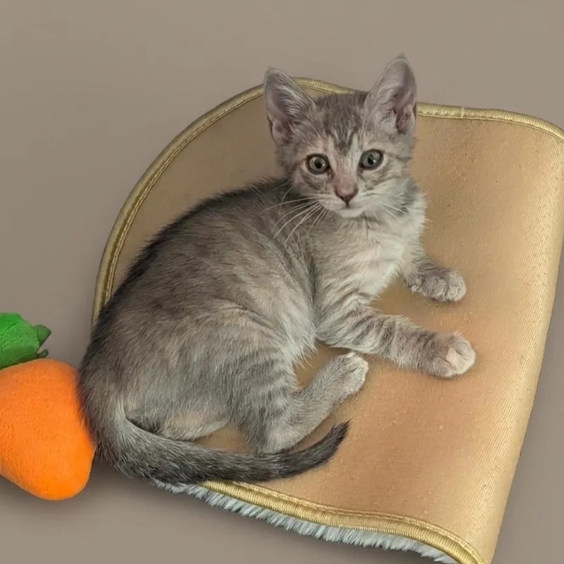 A baby small-sized female Gray / Blue / Silver Domestic Short Hair cat named Macaroni for adoption in Tustin, CA