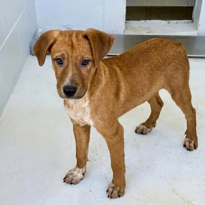 A baby small-sized male Red / Chestnut / Orange Pit Bull Terrier dog named Paper for adoption in Bastrop, TX