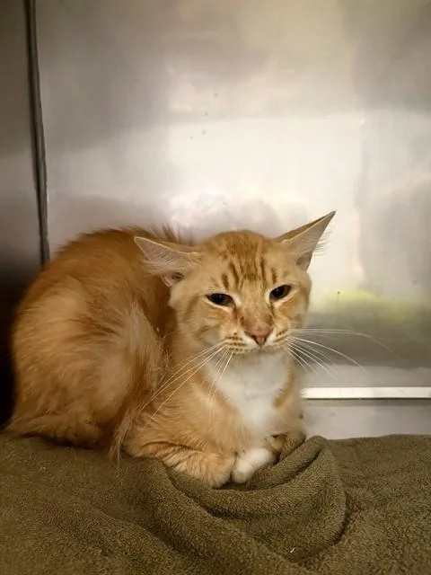 An adult small-sized male Domestic Medium Hair cat named Pablo Escameow for adoption in Killeen, TX