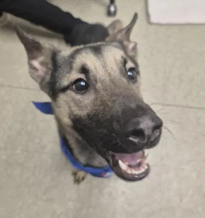A young medium-sized male Black Mixed Breed dog named Butterscotch for adoption in Hamilton, OH