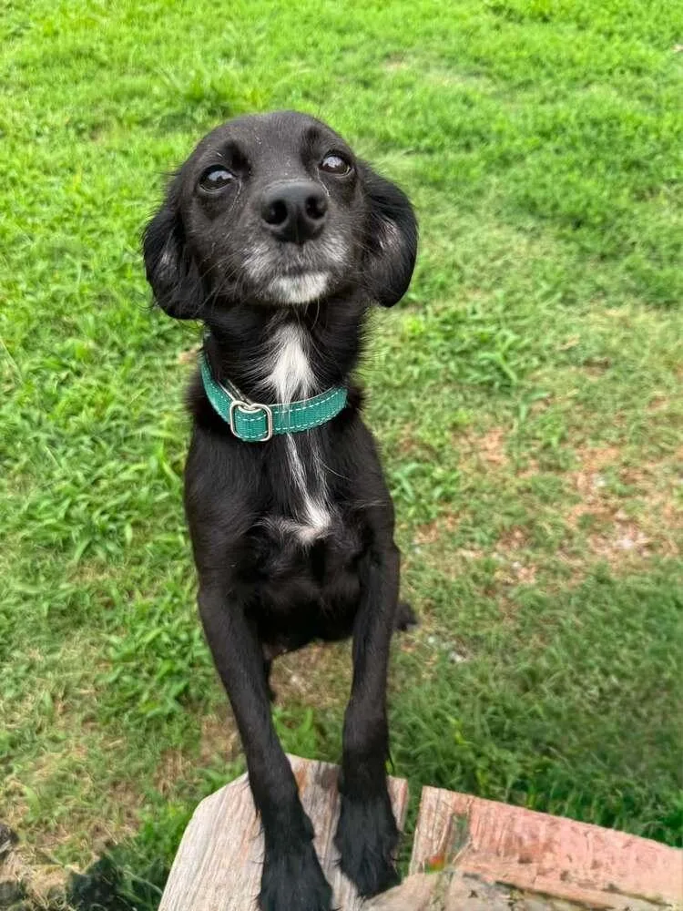 An adult small-sized female Black Mixed Breed dog named Alma Coin for adoption in Milton, DE