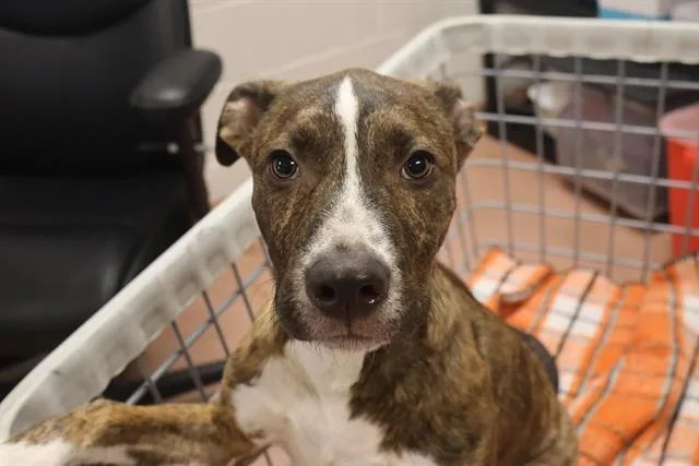 A baby small-sized male Mixed Breed dog named Viking for adoption in Columbia, SC