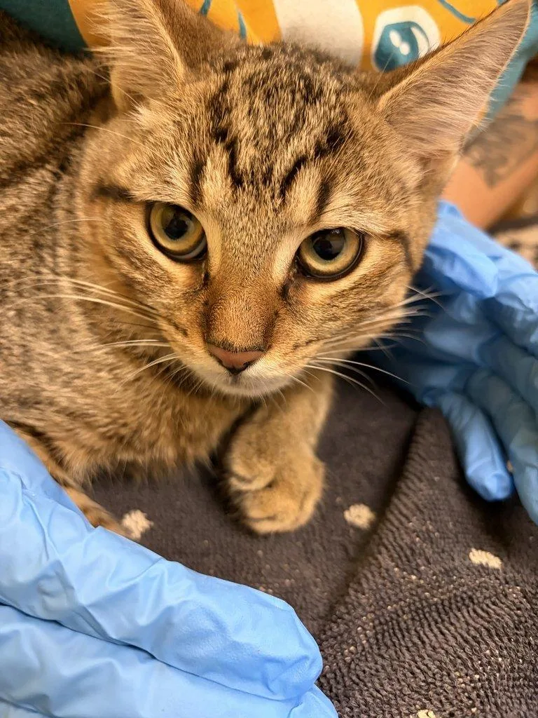 A baby small-sized male Tabby (Brown / Chocolate) Domestic Short Hair cat named Banana Bread for adoption in Raleigh, NC