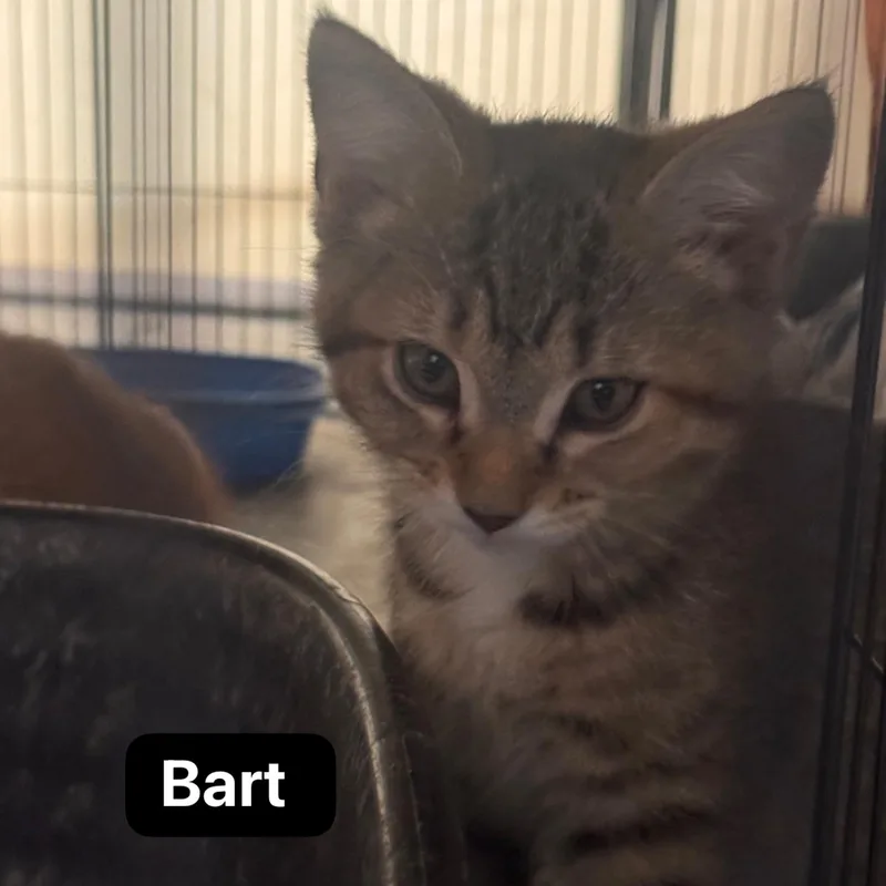 A baby medium-sized female Tabby (Brown / Chocolate) Domestic Medium Hair cat named Bart for adoption in Murfreesboro, TN