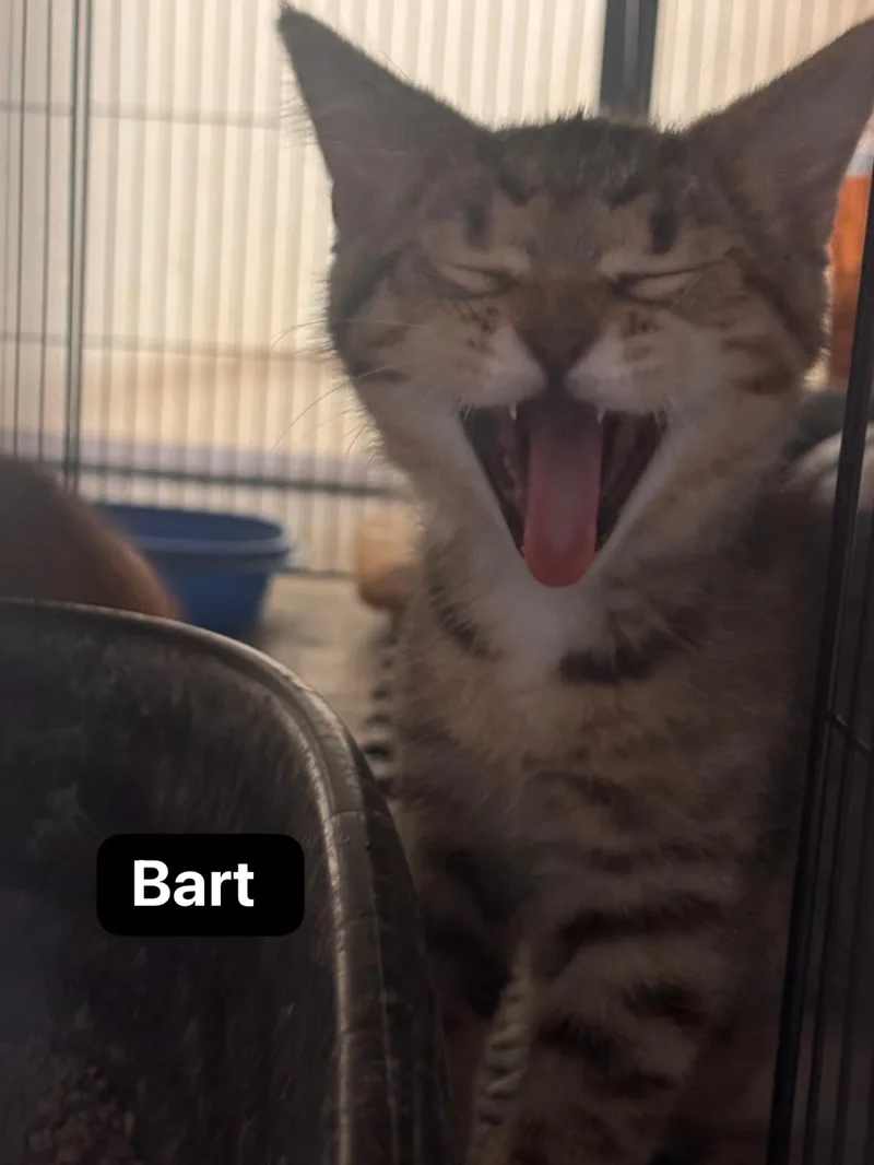 Bart thumbnail 2