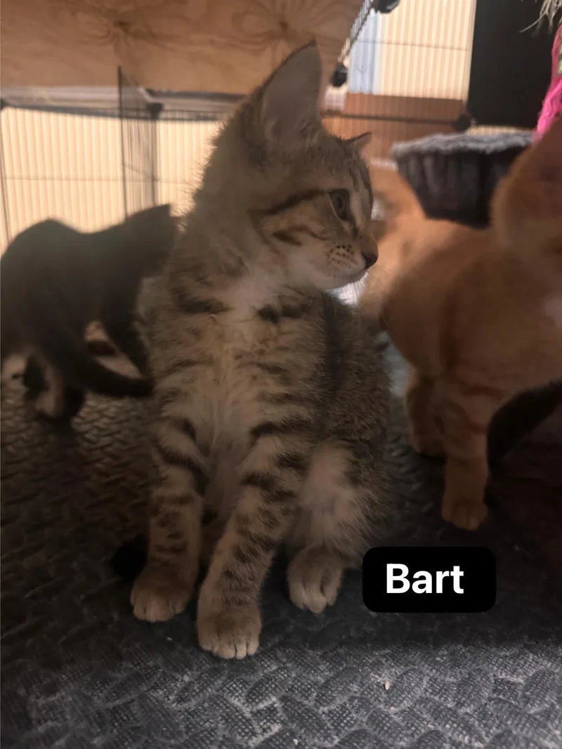 Bart thumbnail 3