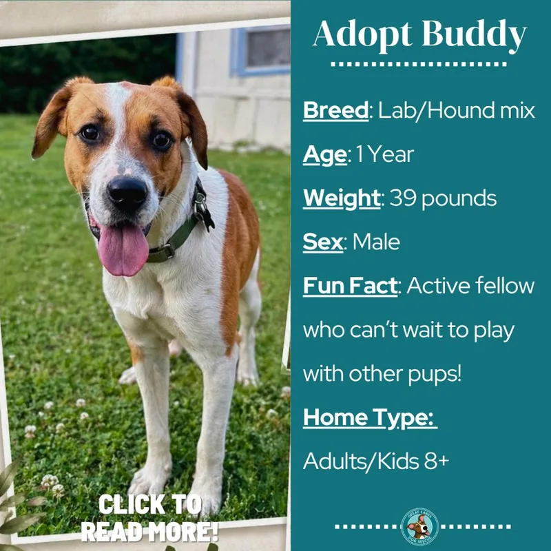 Buddy thumbnail 2