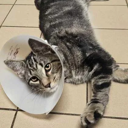 An adult medium-sized male Tabby (Brown / Chocolate) Domestic Short Hair cat named Clyde for adoption in Jackson, MI