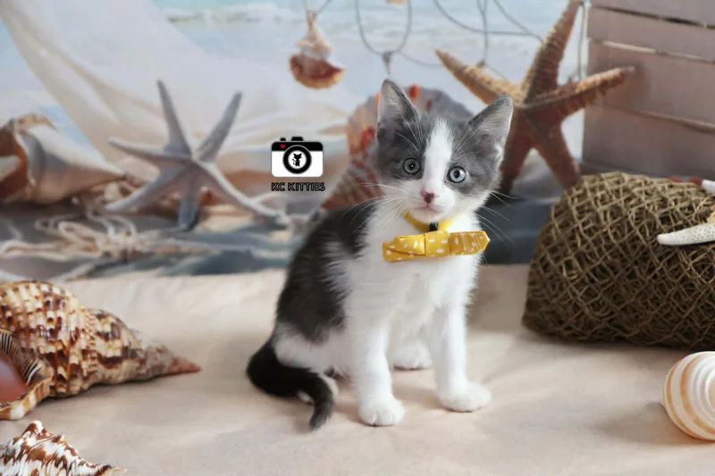 A baby medium-sized male Gray & White Domestic Short Hair cat named Fiero for adoption in Overland Park, KS